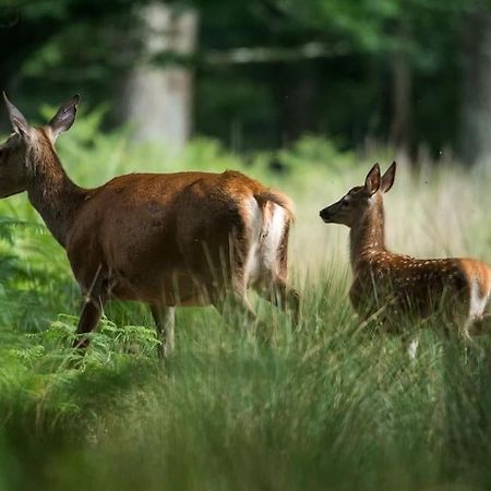 Maison Au Milieu Des Bois Et Des Animaux Jouy-le-Potier المظهر الخارجي الصورة