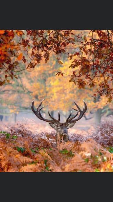 Maison Au Milieu Des Bois Et Des Animaux Jouy-le-Potier المظهر الخارجي الصورة