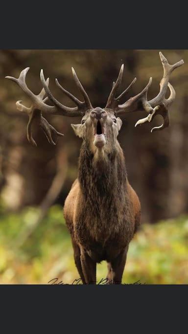 Maison Au Milieu Des Bois Et Des Animaux Jouy-le-Potier المظهر الخارجي الصورة